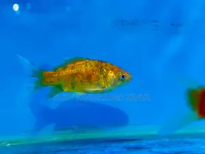 Goldfish – Strong, Calm, and Always Charming