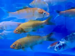 Add Life to Your Pond With Vibrant Koi Fish