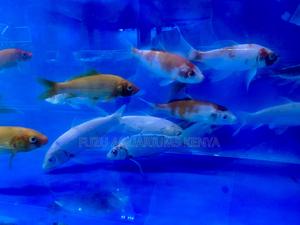 Japanese Koi Fish – Symbol of Peace and Prosperity - thumbnail 2