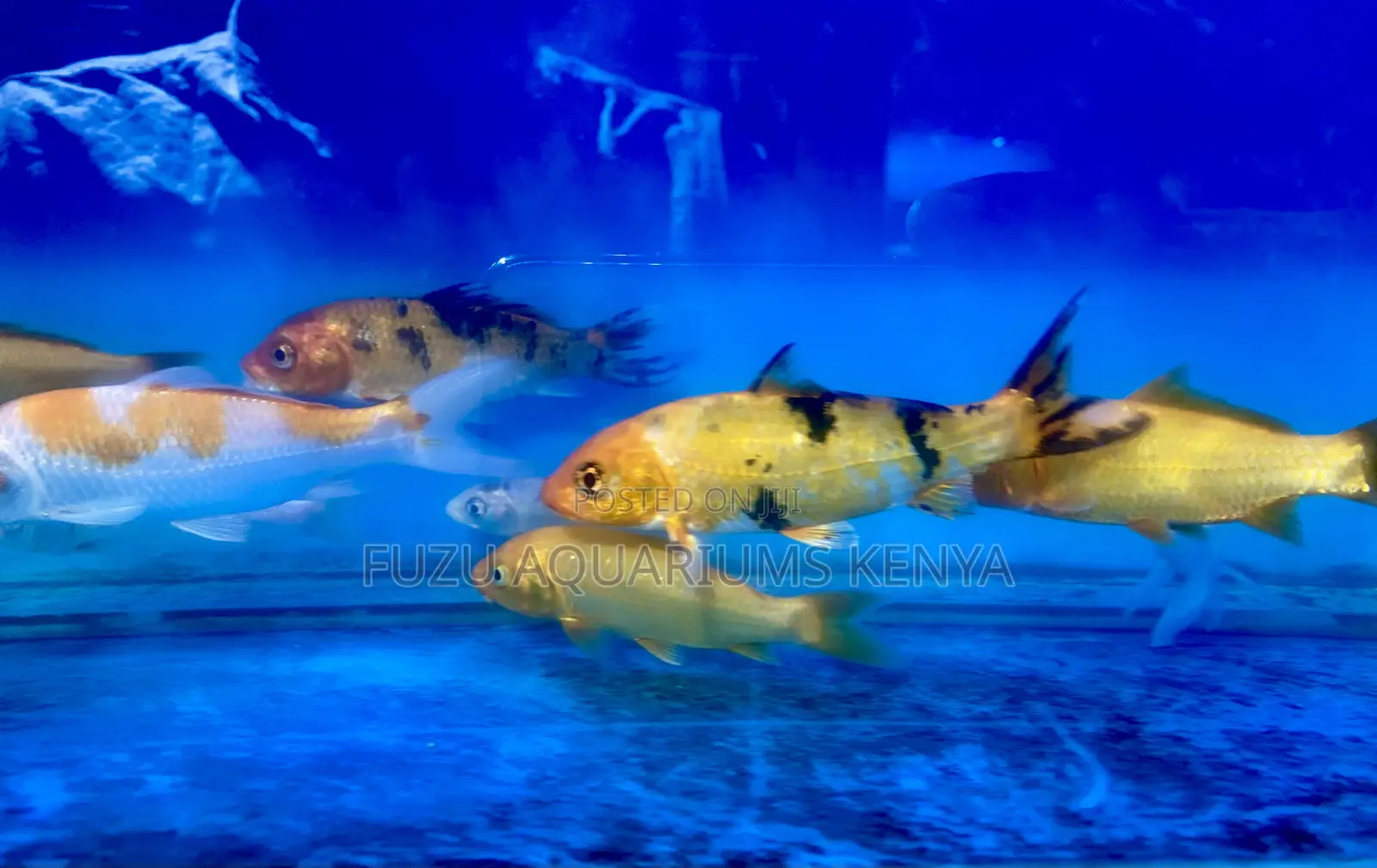 Live Koi Fish – Graceful Swimmers for Your Pond