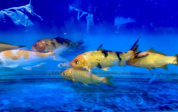 Live Koi Fish – Graceful Swimmers for Your Pond