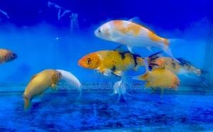 Koi Fish – A Timeless - thumbnail 2
