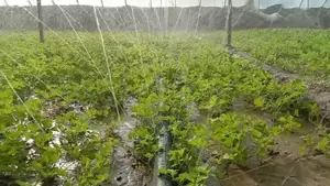 Rainhose Agricultural Micro Spray Irrigation