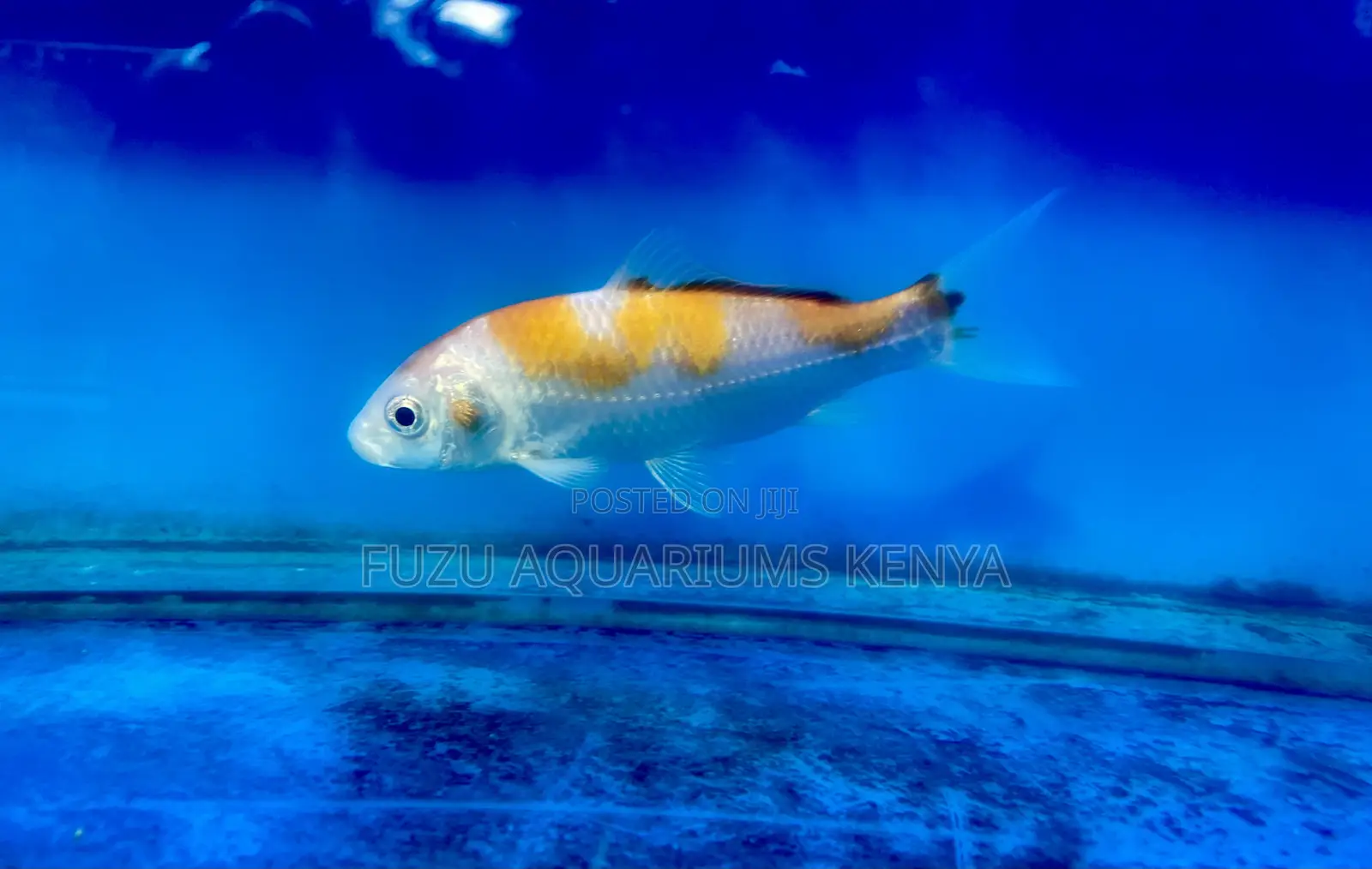 Graceful Koi Fish – Live Aquarium Beauties
