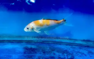 Graceful Koi Fish – Live Aquarium Beauties