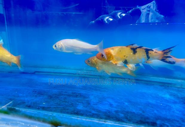 Healthy Koi Fish – Stunning Colors - main view