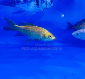 Japanese Koi Fish – Timeless Elegance - thumbnail 2