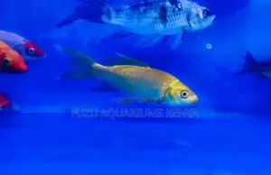 Koi Fish for Sale – Peaceful Pond Companions