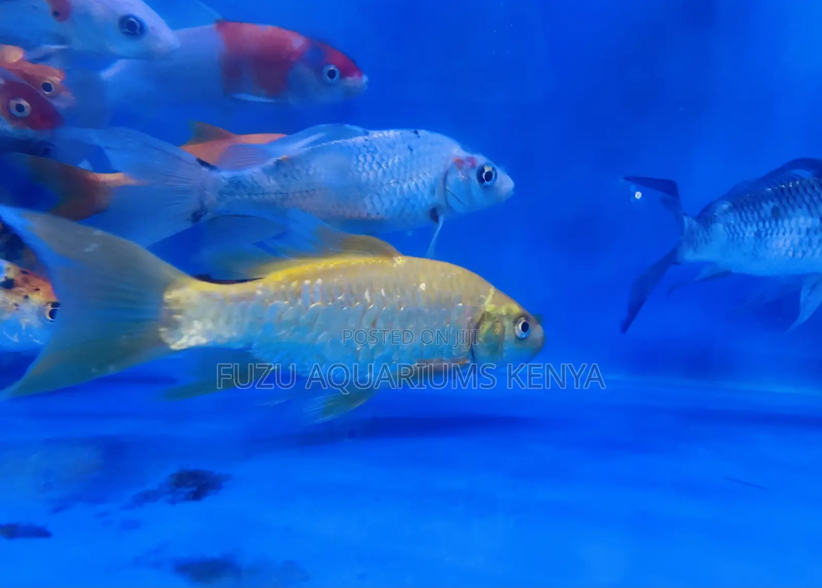 Affordable Koi Fish – Brighten Your Garden