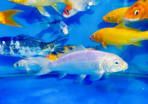 Premium Koi Fish – Handpicked Quality - main view
