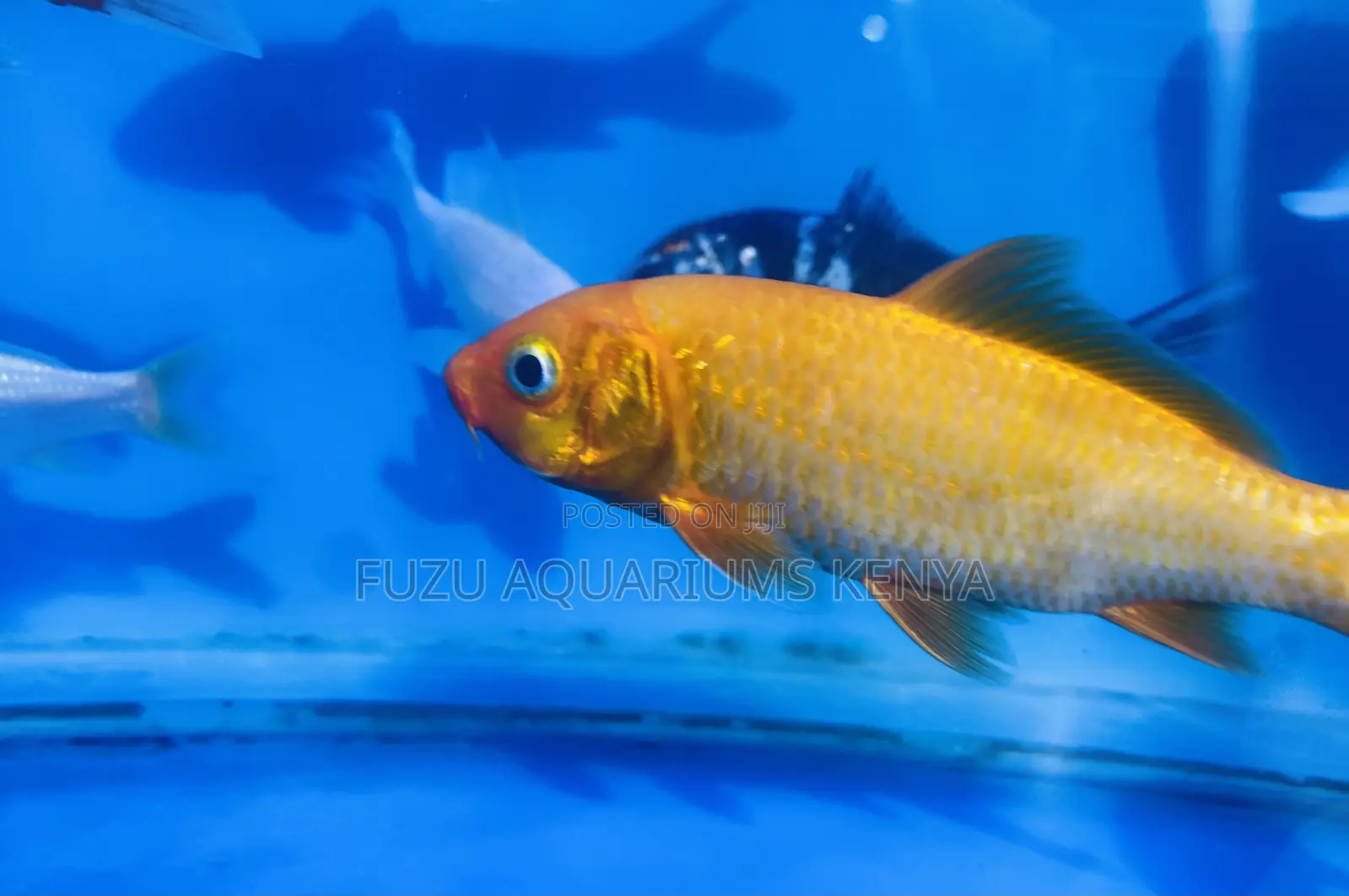 Colorful Koi Fish – Long-Lived Hardy