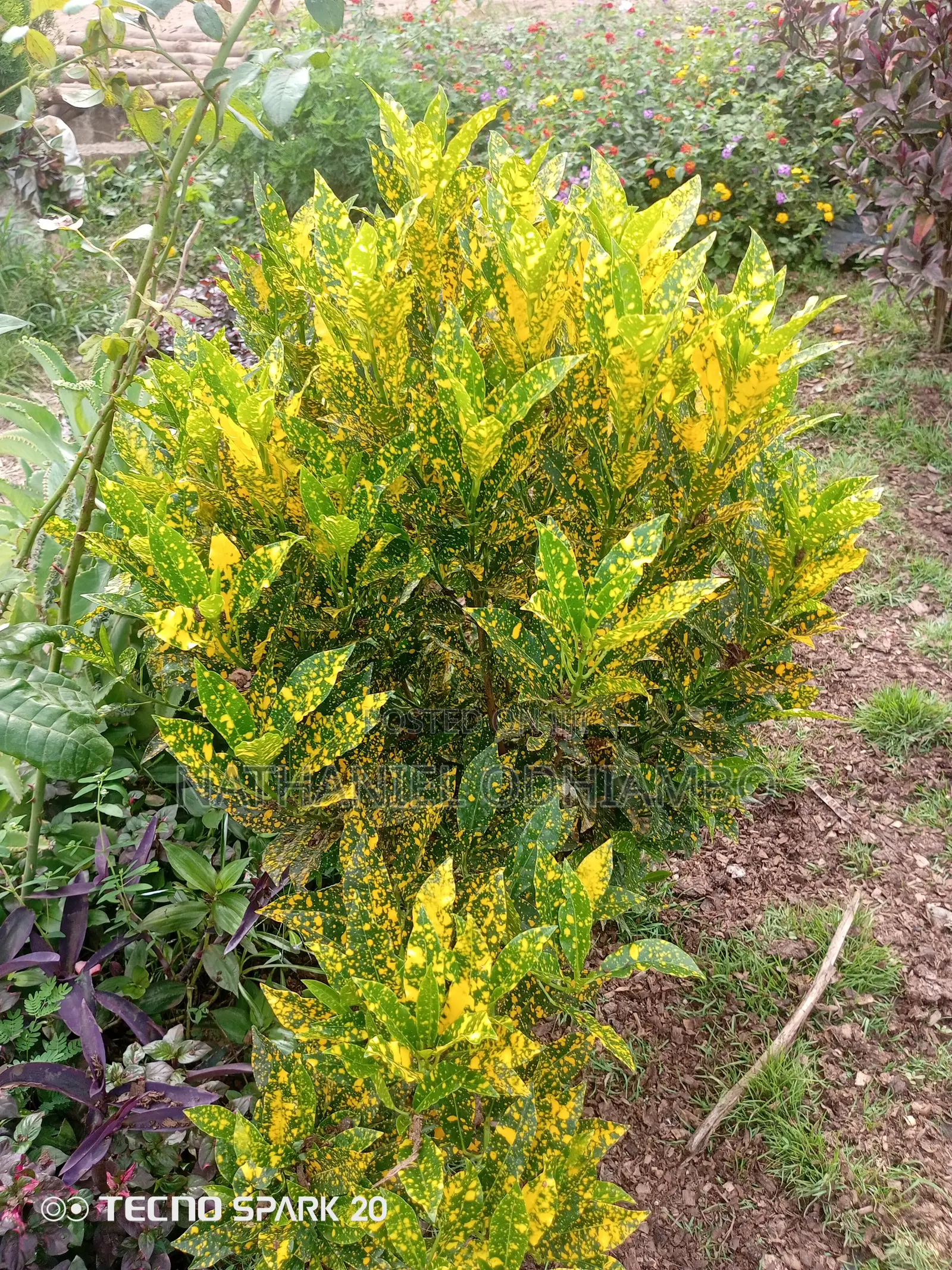 All Palm Treesseedlings Available