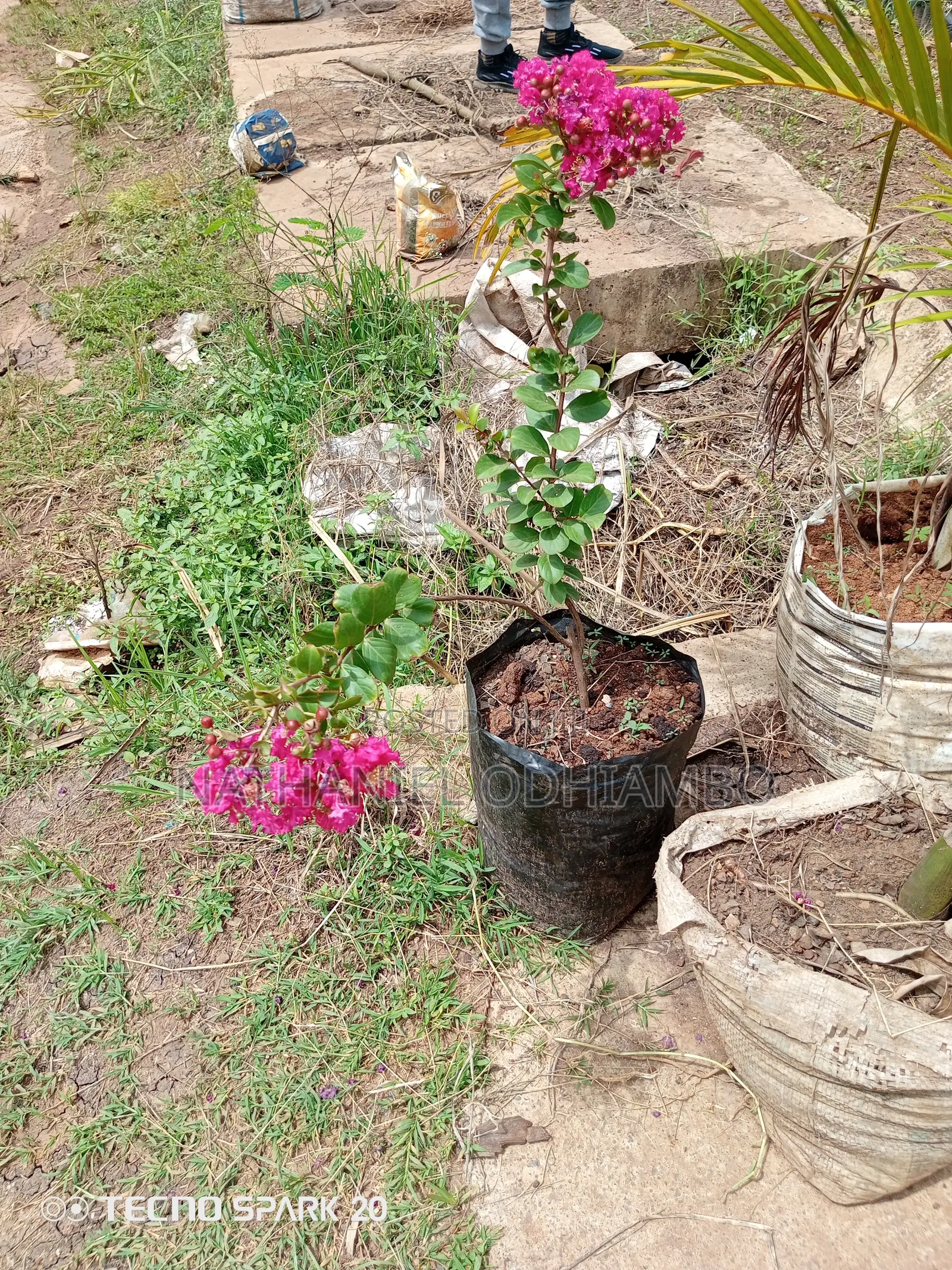 All Palm Treesseedlings Available