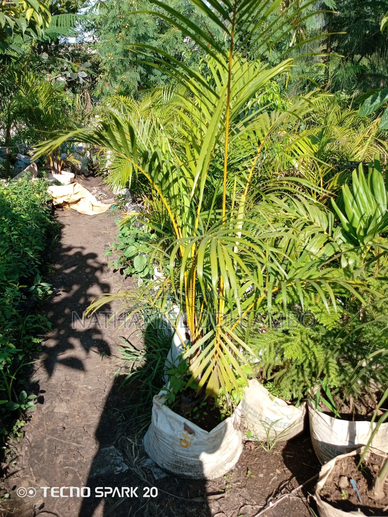 All Palm Treesseedlings Available