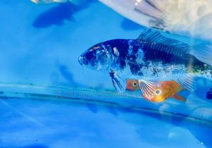 Majestic Koi Fish – Perfect for Water Features - thumbnail 2