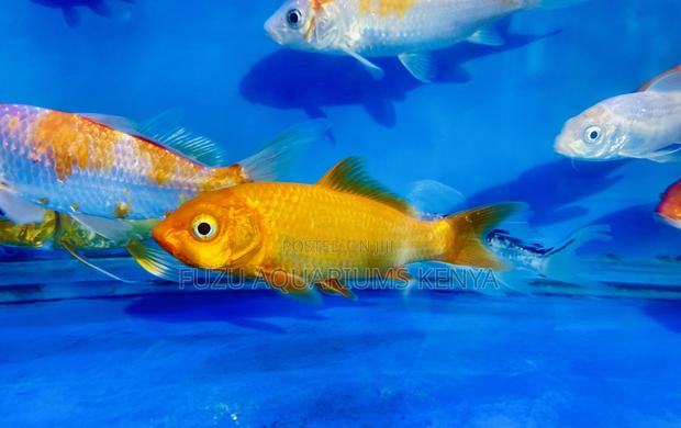 Fancy Koi Fish – Bring Nature Home - main view