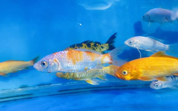 High-Quality Koi Fish – Eye-Catching Patterns - main view