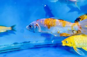 Beautiful Koi Fish – Symbol of Serenity - thumbnail 2