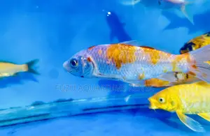 Beautiful Koi Fish – Symbol of Serenity