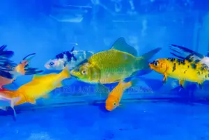 Elegant Koi Fish – Backyard Showstoppers