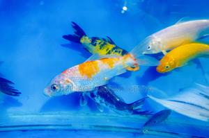 Healthy Active Koi Fish for Sale - thumbnail 2