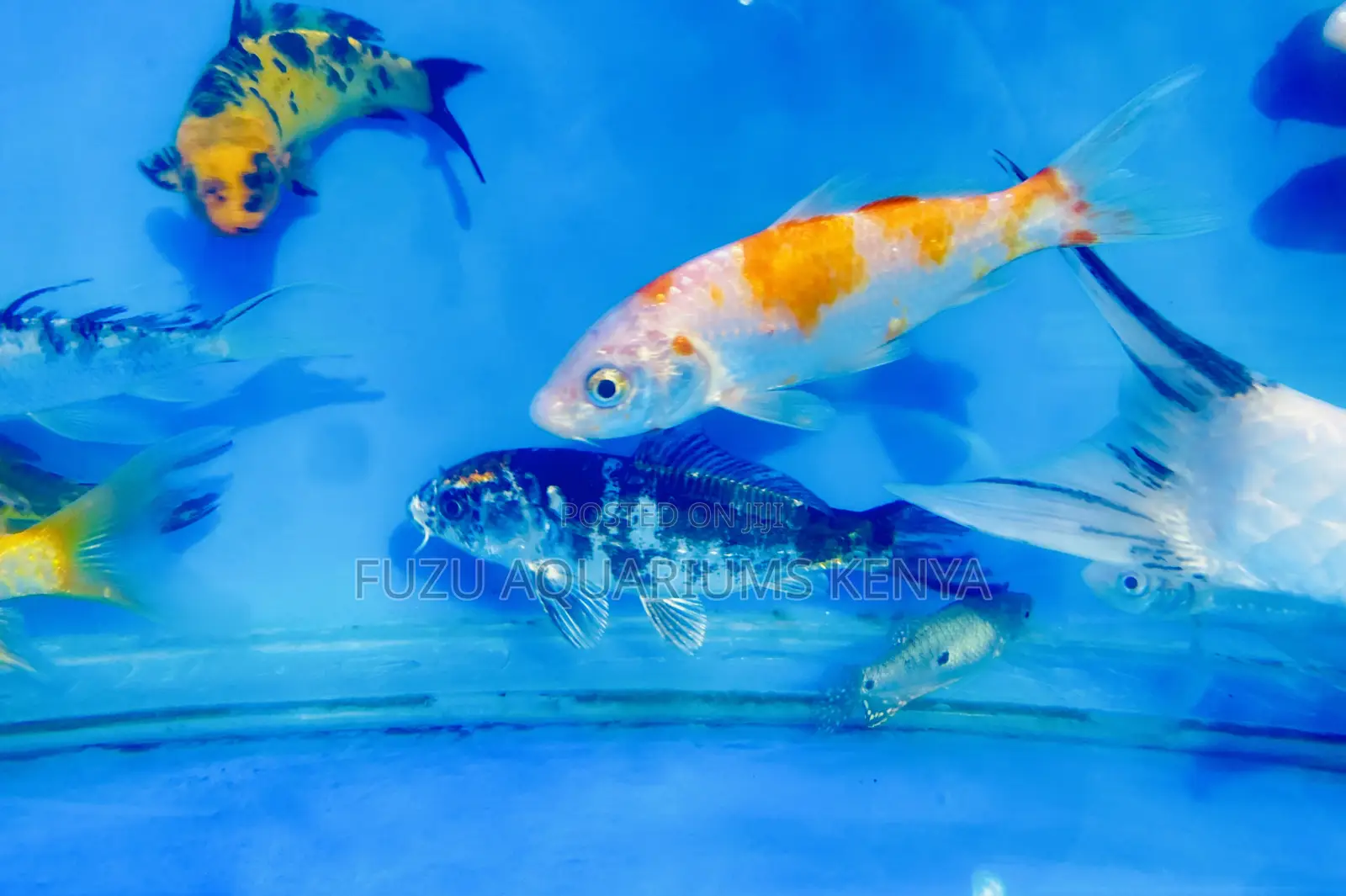 Koi Fish – A Splash of Color for Your Tank