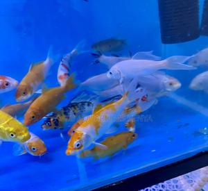 Bright Koi Fish – Ideal for Aquascaping - thumbnail 2