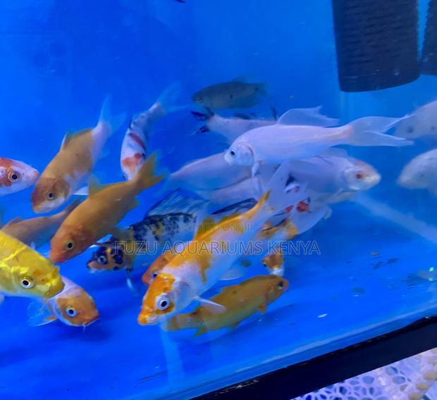 Bright Koi Fish – Ideal for Aquascaping - main view