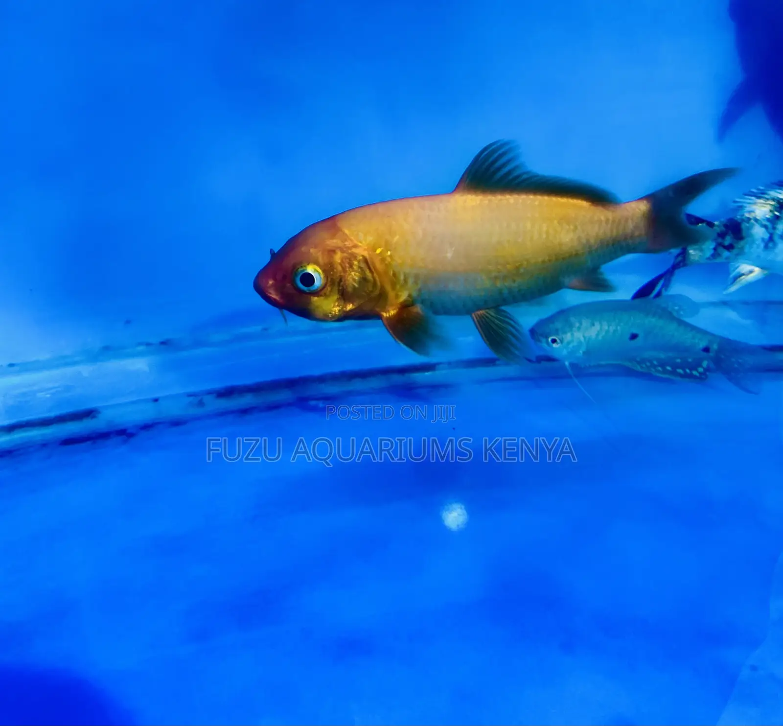 Koi Fish – Peaceful, Graceful, Unique