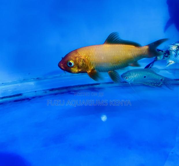 Koi Fish – Peaceful, Graceful, Unique - main view