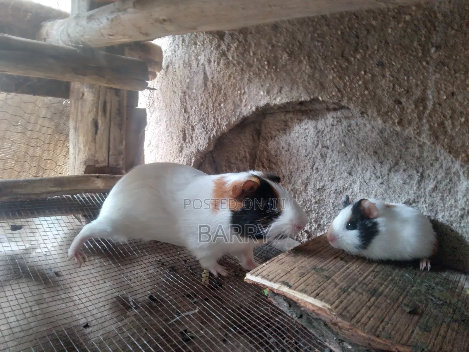 Rabbits, Guinea-Pigs, Kienyeji Kuku