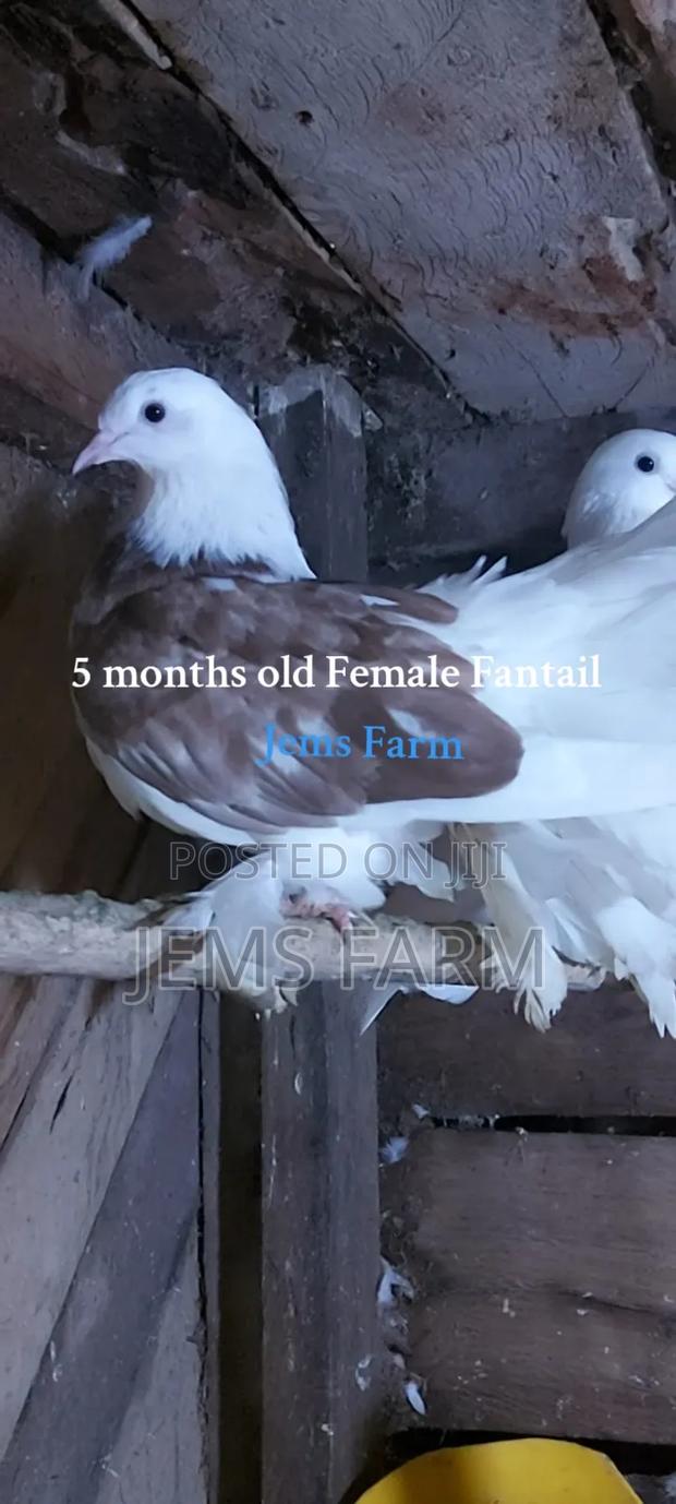 Mature Female Fantail Pegion