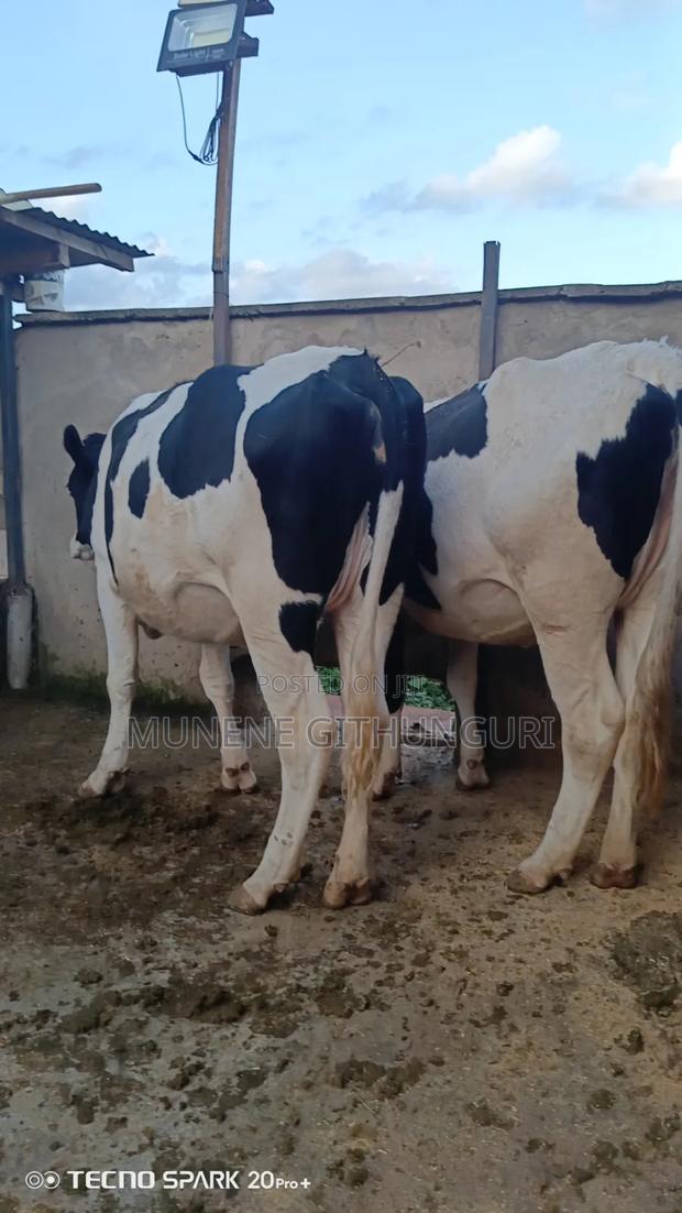 Incalf Heifers