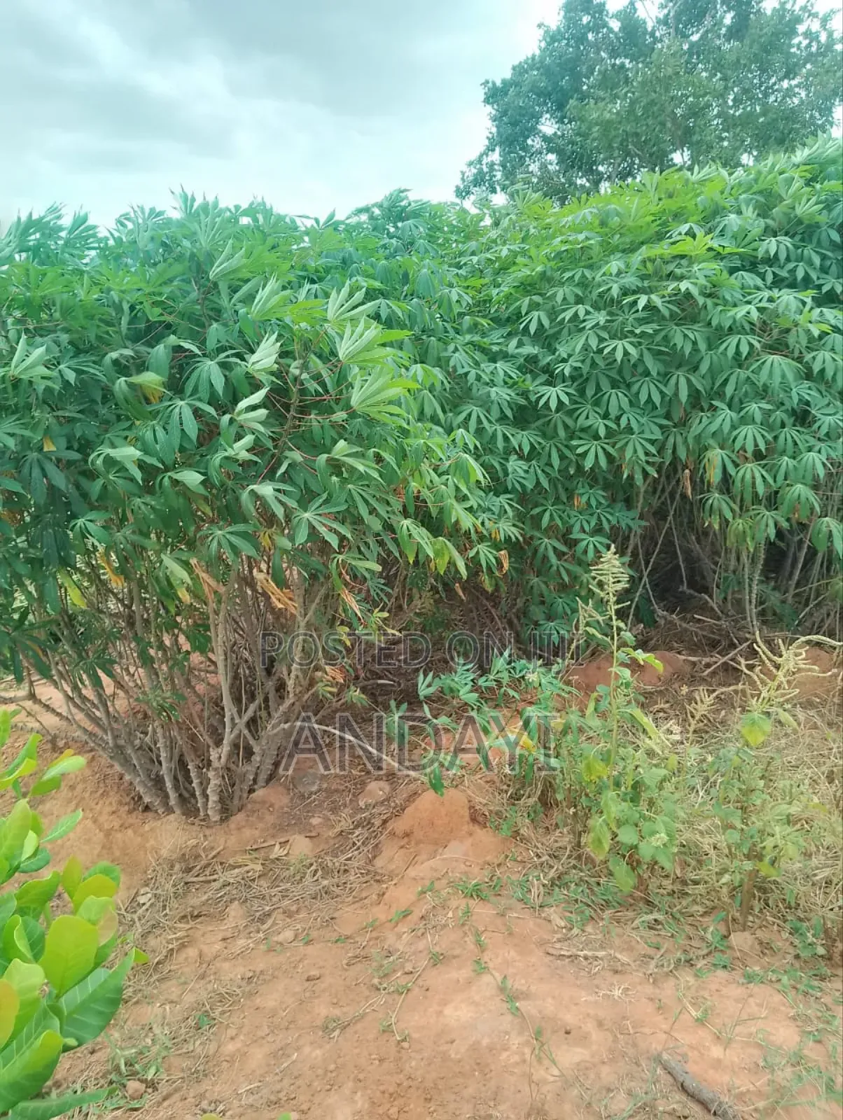 30 Acres Farmland For Sale