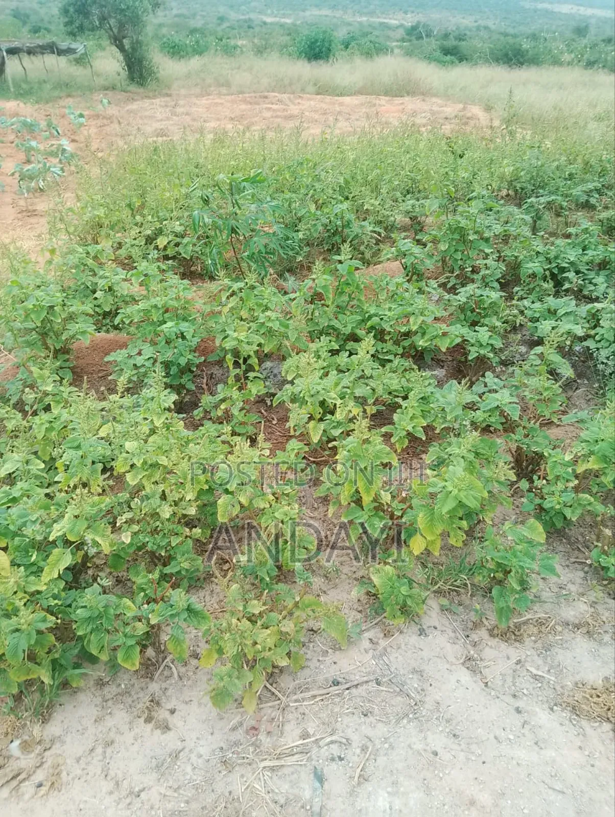 30 Acres Farmland For Sale
