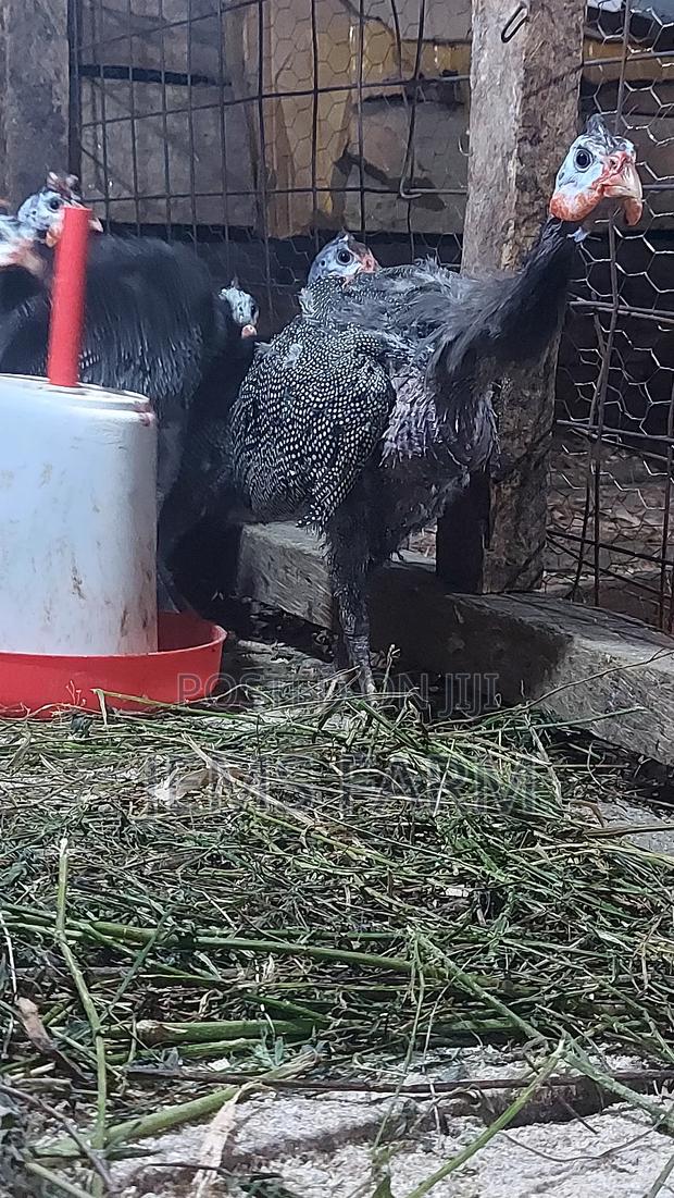 7 Month Old Dotted Guinea Fowls