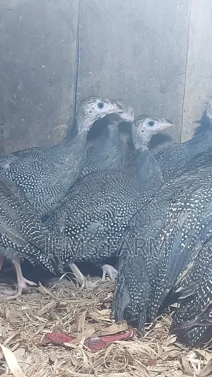 4 Month Old Dotted Guinea Fowls