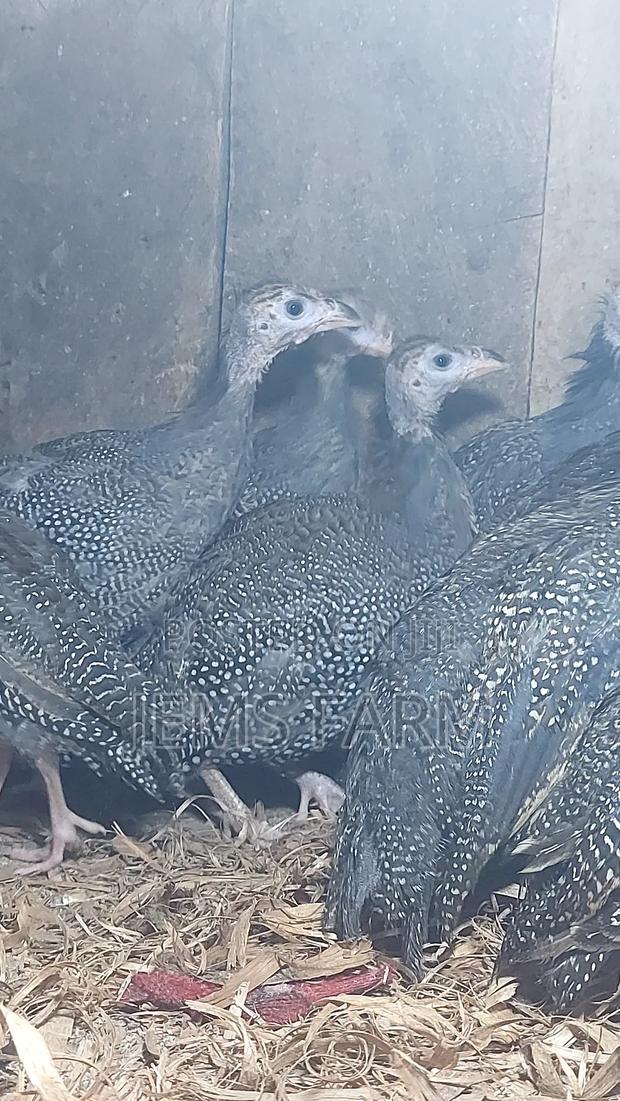 4 Month Old Dotted Guinea Fowls - main view