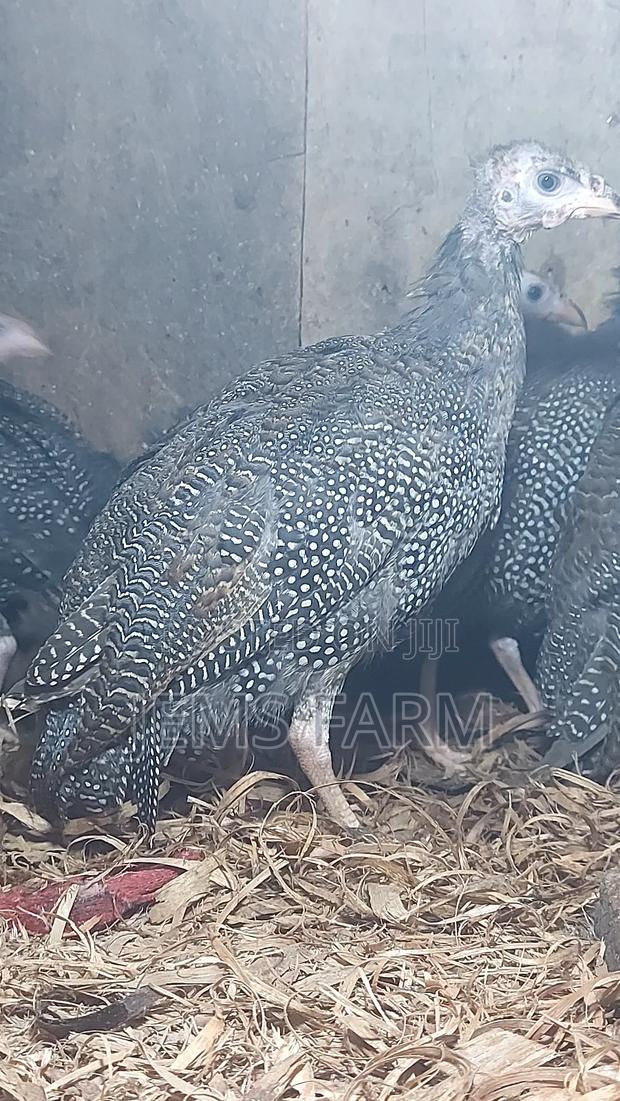 4 Month Old Dotted Guinea Fowls - thumbnail 2