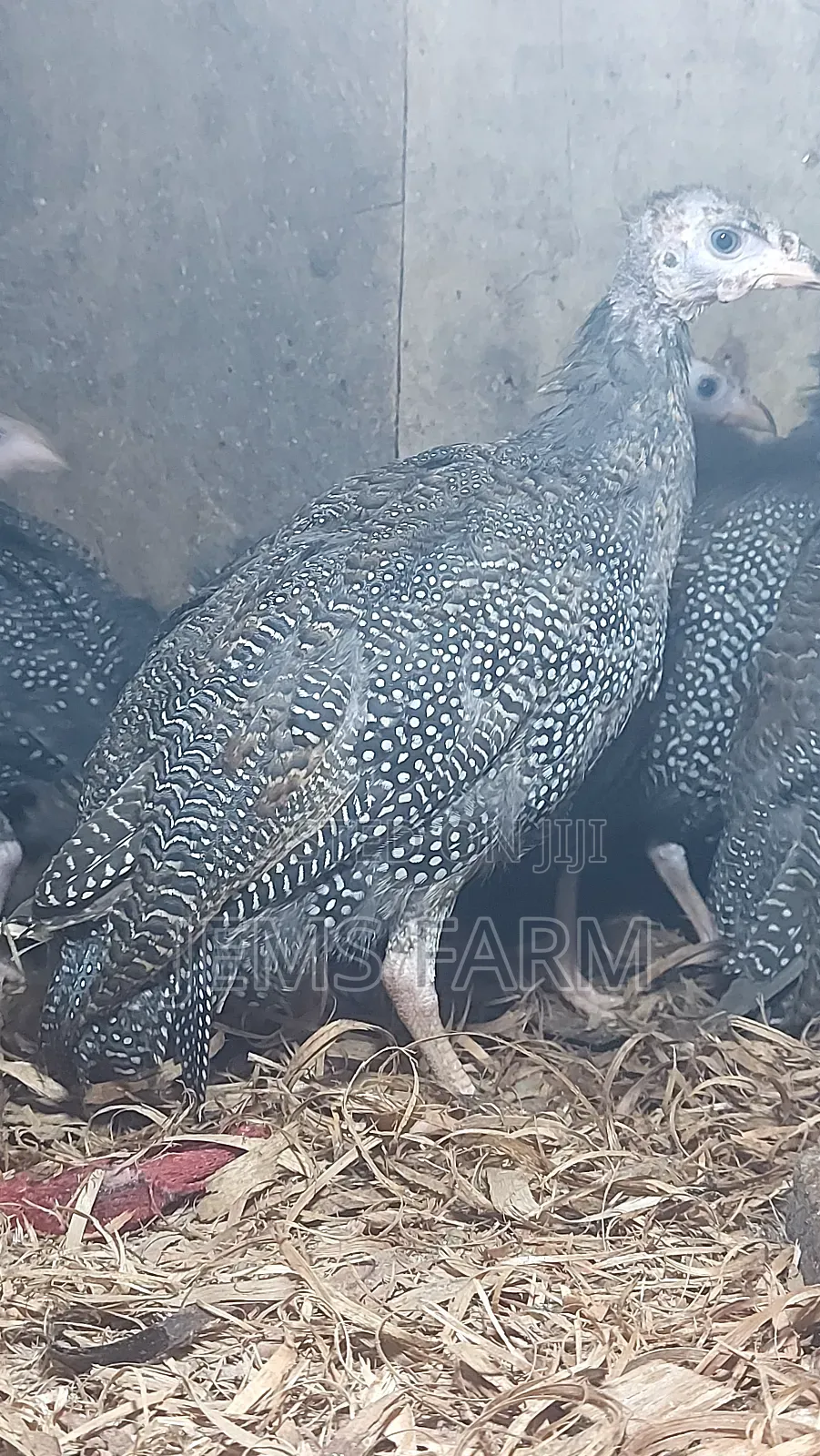 4 Month Old Dotted Guinea Fowls