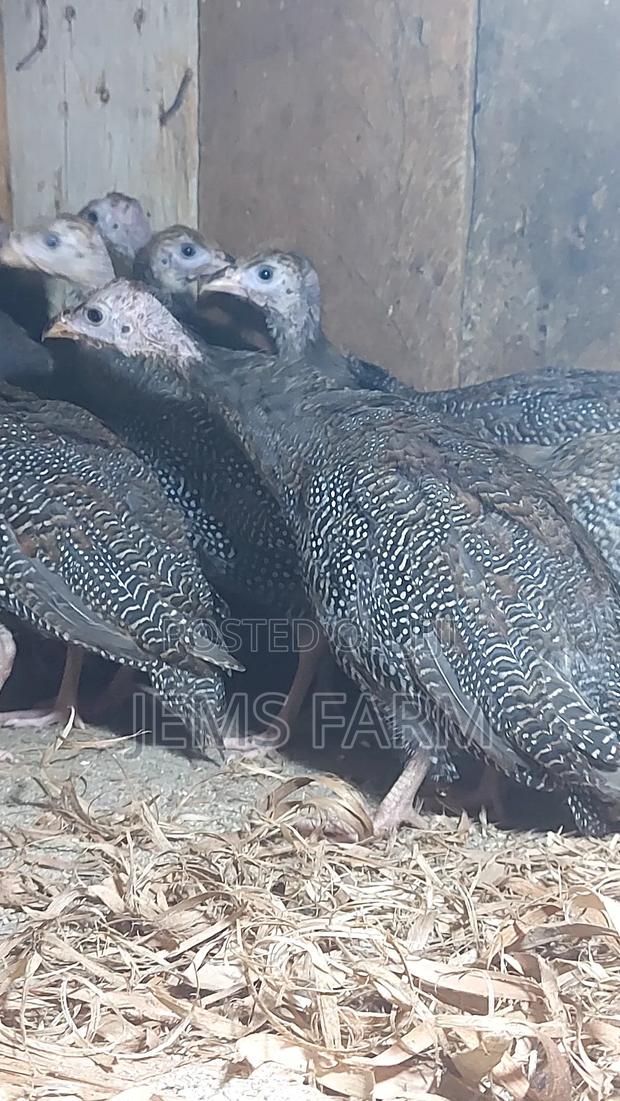 4 Month Old Dotted Guinea Fowls - thumbnail 3