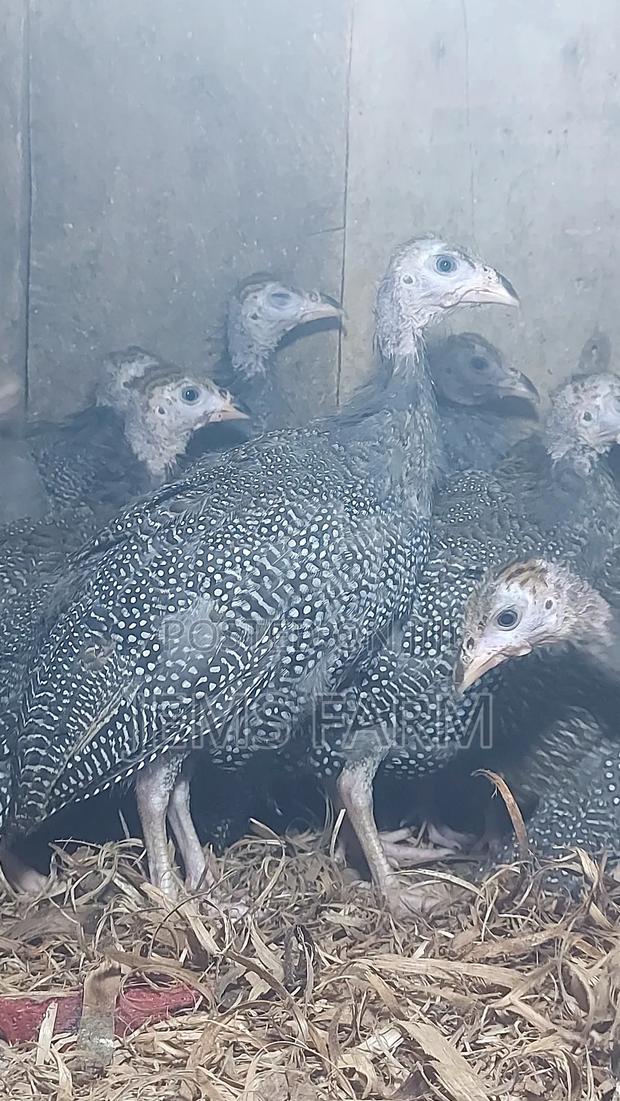 4 Month Old Dotted Guinea Fowls - thumbnail 4