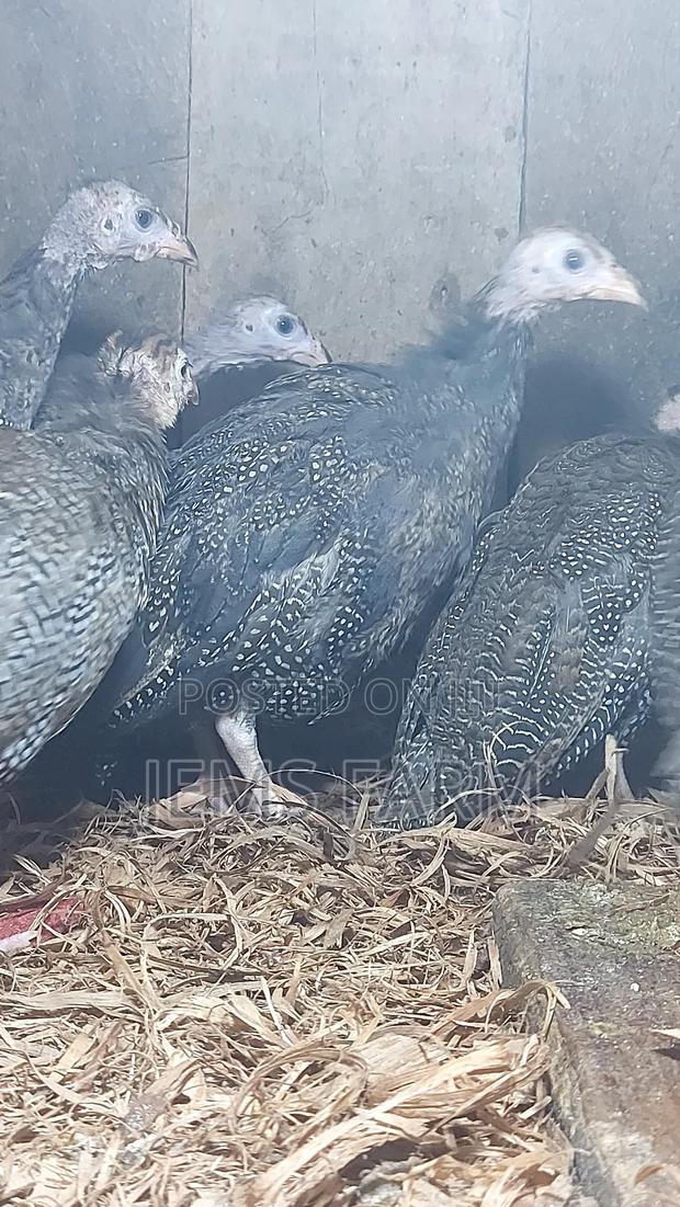 4 Month Old Dotted Guinea Fowls - thumbnail 5