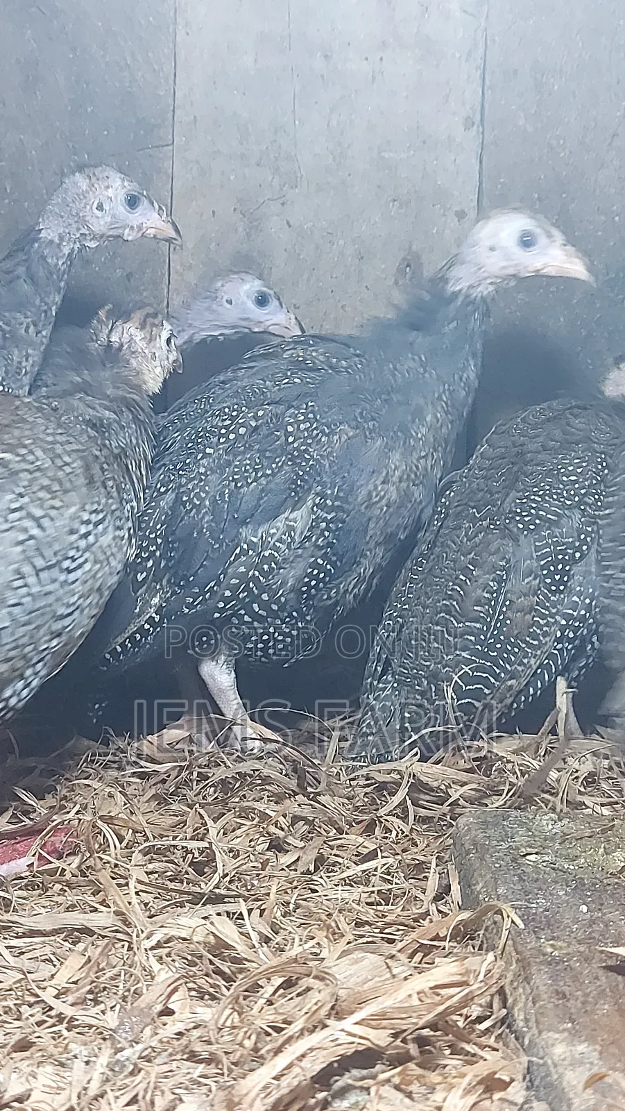 4 Month Old Dotted Guinea Fowls