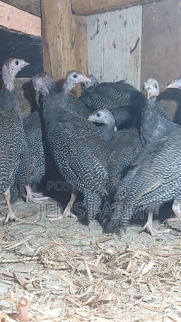 4 Month Old Dotted Guinea Fowls - thumbnail 6