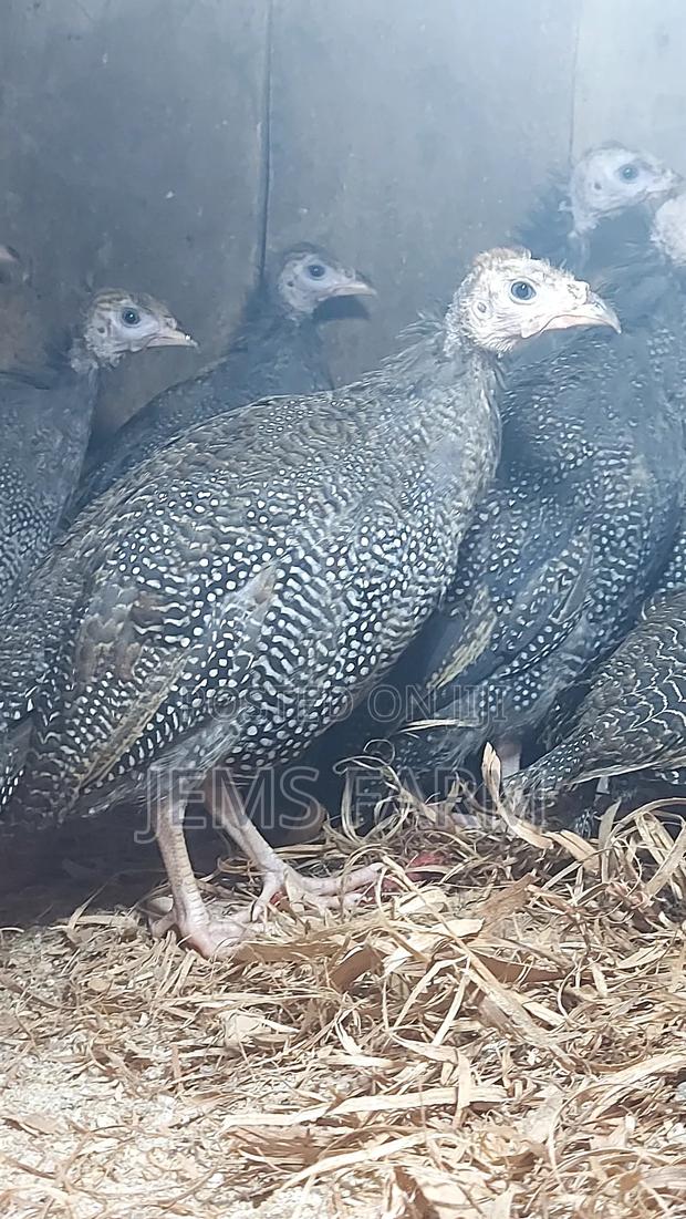 4 Month Old Dotted Guinea Fowls - thumbnail 7