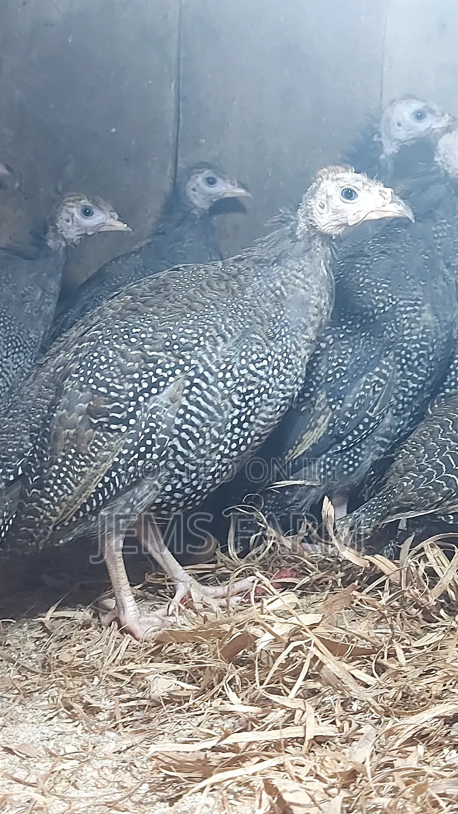 4 Month Old Dotted Guinea Fowls
