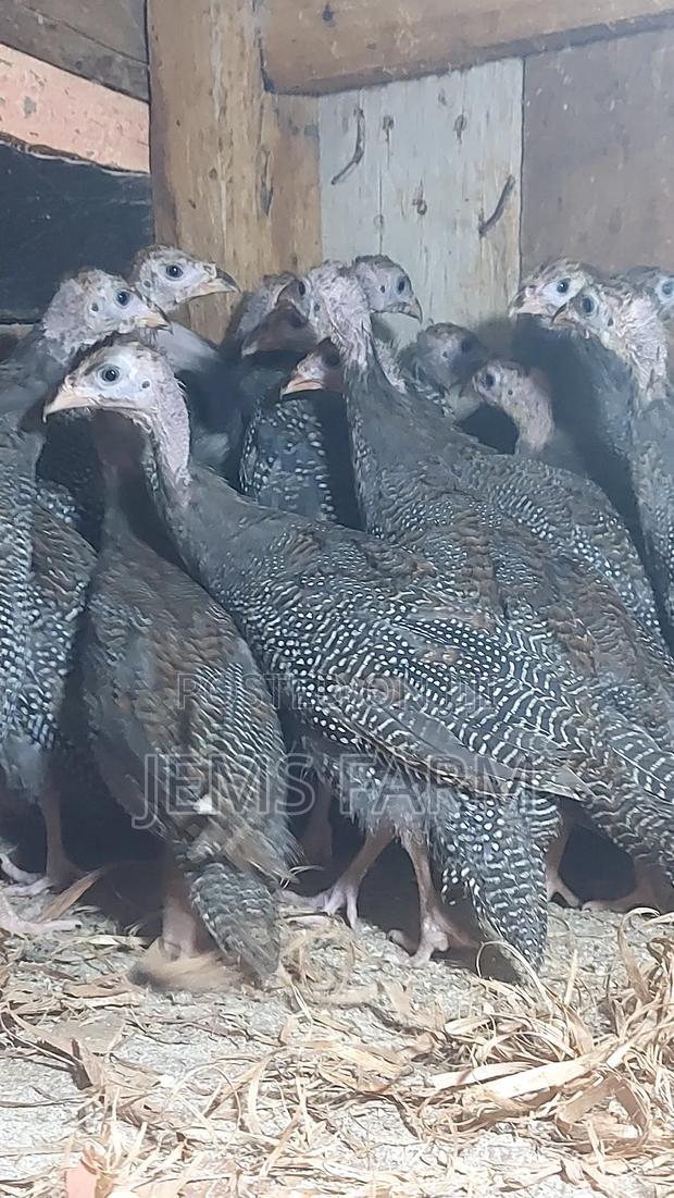 4 Month Old Dotted Guinea Fowls - thumbnail 8