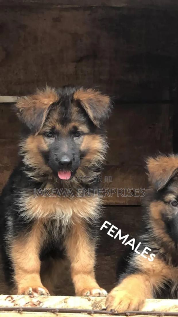 1-3 months Female Purebred German Shepherd