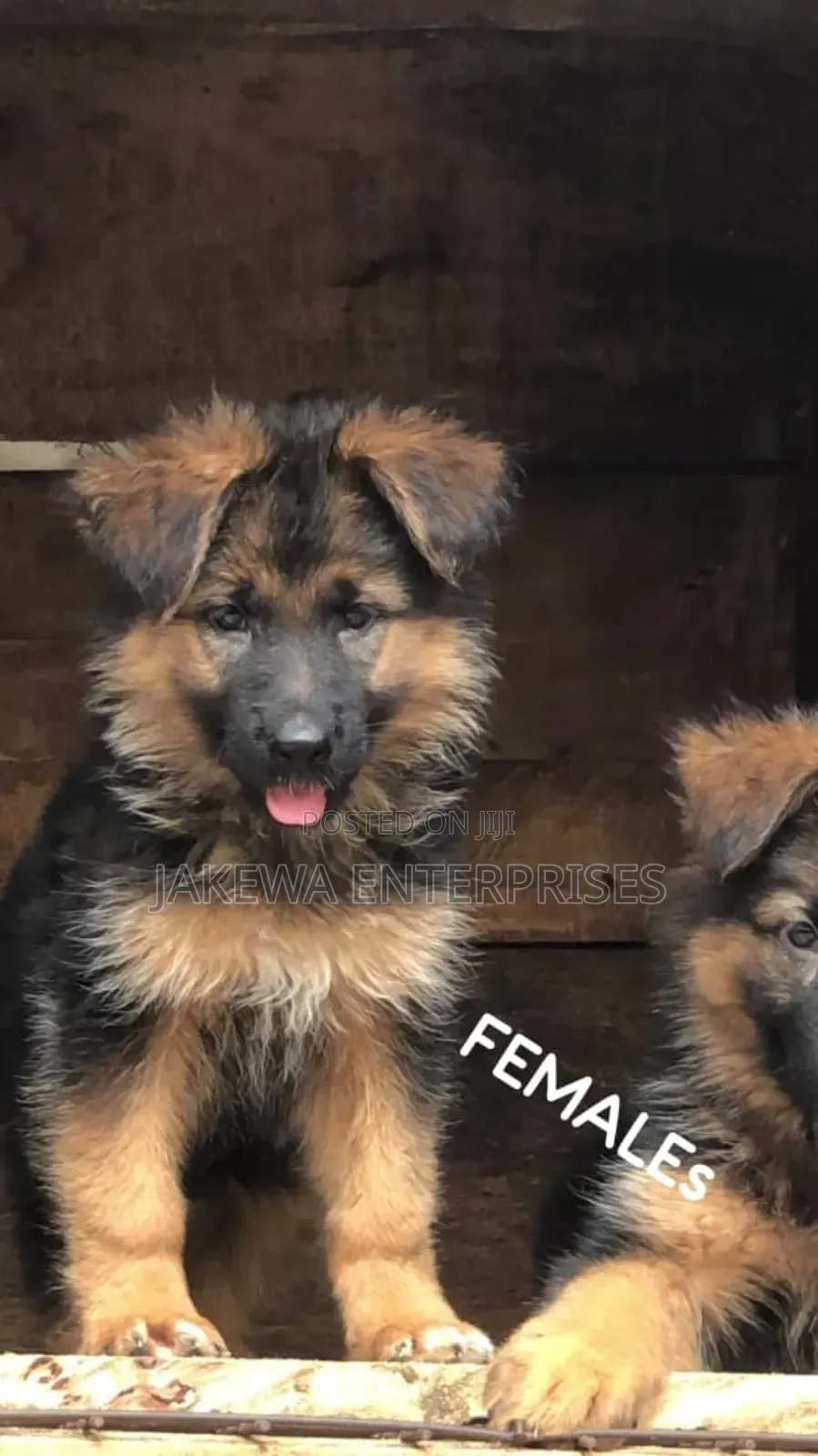 1-3 months Female Purebred German Shepherd
